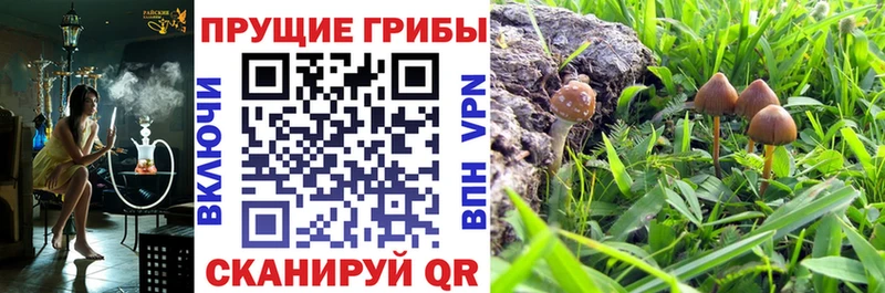 Псилоцибиновые грибы Cubensis  что такое   mega маркетплейс  Ялуторовск 